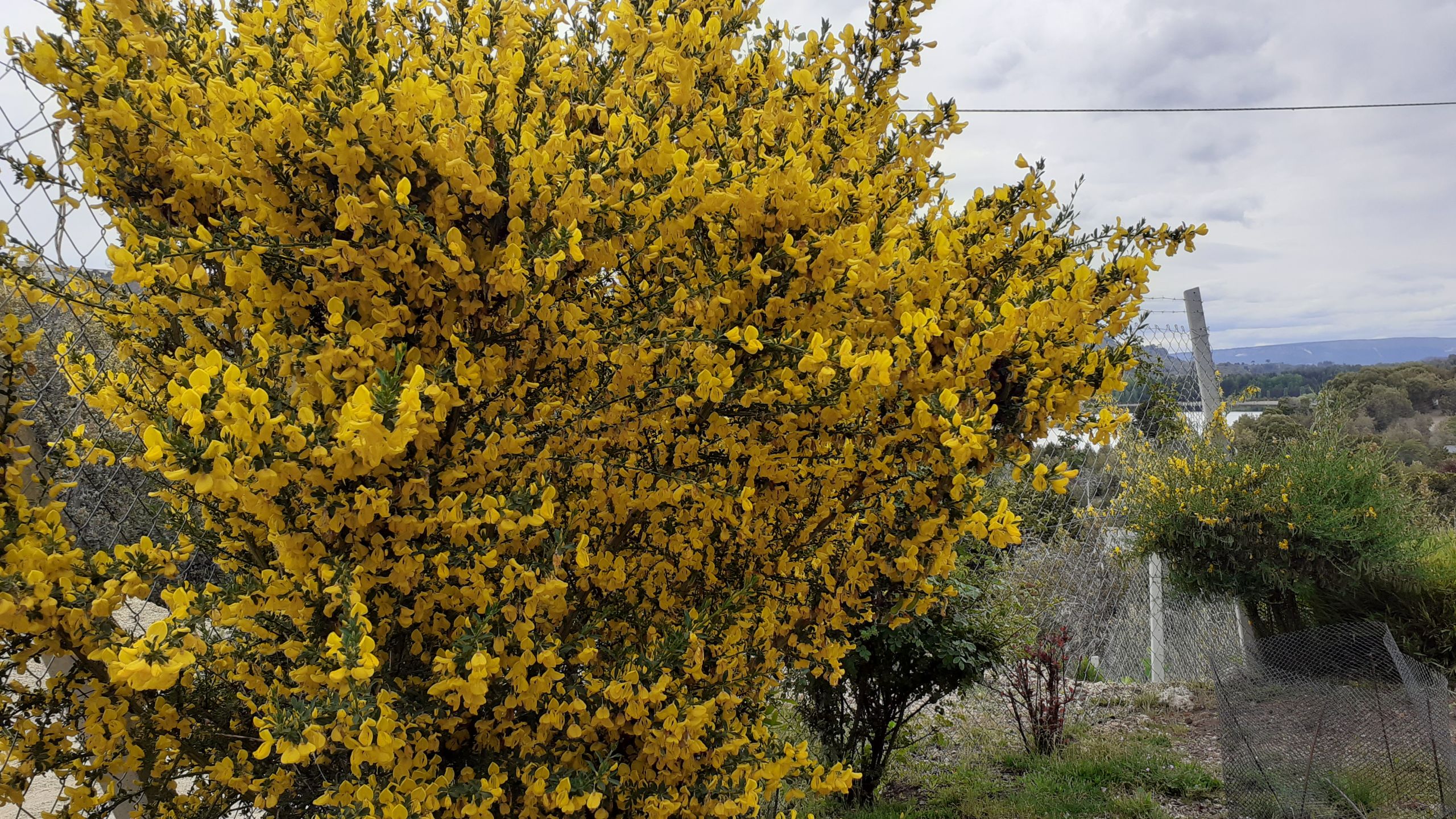 Entorno — araucarias 1